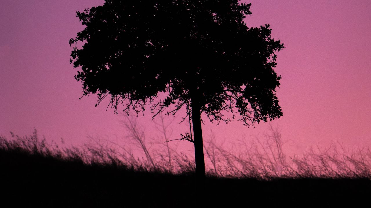 Wallpaper tree, dark, twilight, nature