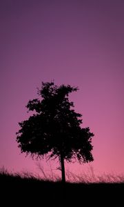 Preview wallpaper tree, dark, twilight, nature