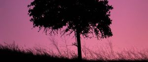 Preview wallpaper tree, dark, twilight, nature