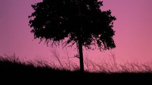 Preview wallpaper tree, dark, twilight, nature