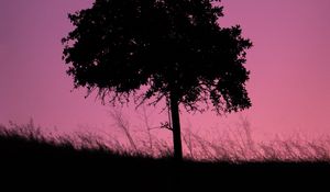 Preview wallpaper tree, dark, twilight, nature