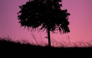 Preview wallpaper tree, dark, twilight, nature