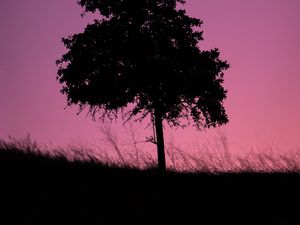 Preview wallpaper tree, dark, twilight, nature