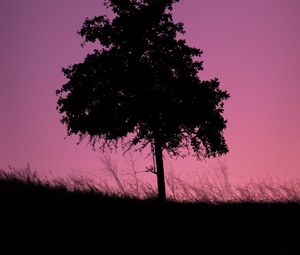 Preview wallpaper tree, dark, twilight, nature