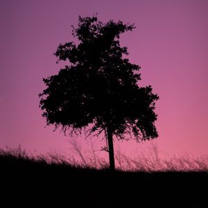 Preview wallpaper tree, dark, twilight, nature