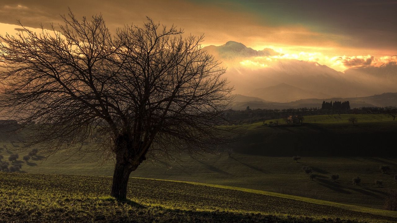 Wallpaper tree, dawn, field, plain