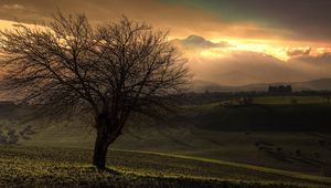 Preview wallpaper tree, dawn, field, plain