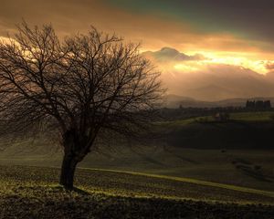 Preview wallpaper tree, dawn, field, plain