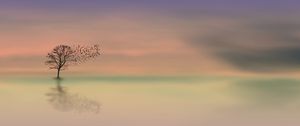 Preview wallpaper tree, dawn, lonely, horizon, minimalism