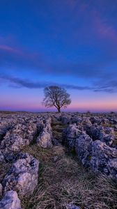 Preview wallpaper tree, dawn, stones, sky