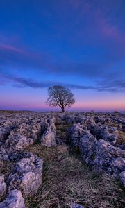 Preview wallpaper tree, dawn, stones, sky