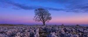 Preview wallpaper tree, dawn, stones, sky