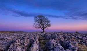 Preview wallpaper tree, dawn, stones, sky