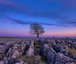Preview wallpaper tree, dawn, stones, sky