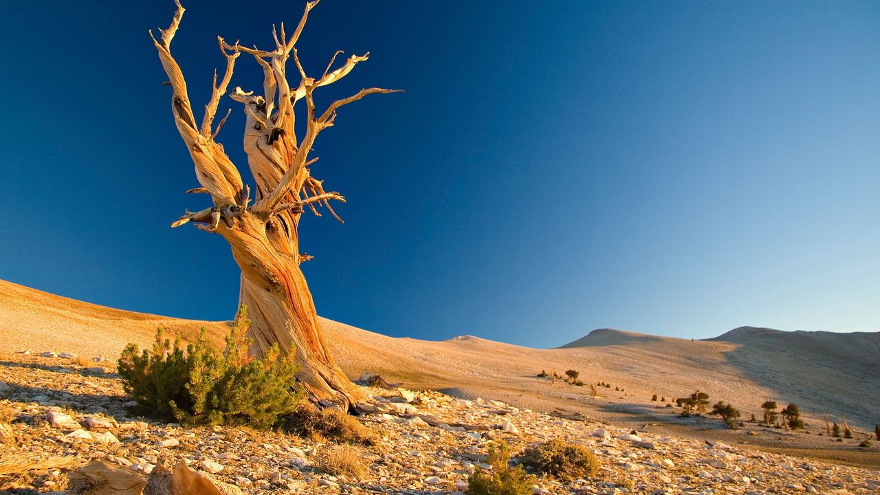 Wallpaper tree, dead, desert, branches, textures, stones, bushes, sand