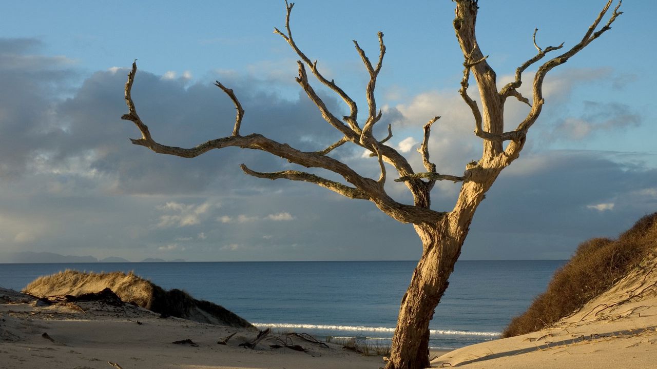 Wallpaper tree, dead, protected, naked, light, horizon