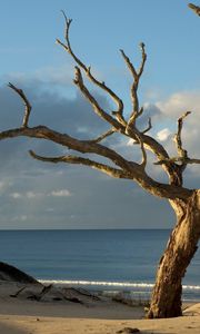 Preview wallpaper tree, dead, protected, naked, light, horizon