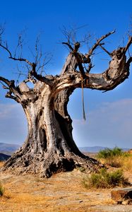 Preview wallpaper tree, dead, rope, desert vegetation