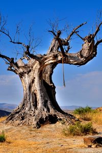 Preview wallpaper tree, dead, rope, desert vegetation