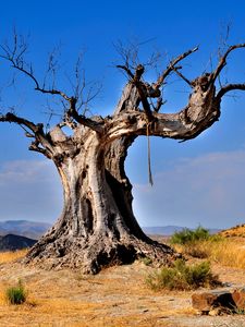 Preview wallpaper tree, dead, rope, desert vegetation