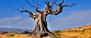 Preview wallpaper tree, dead, rope, desert vegetation