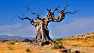 Preview wallpaper tree, dead, rope, desert vegetation