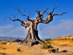 Preview wallpaper tree, dead, rope, desert vegetation