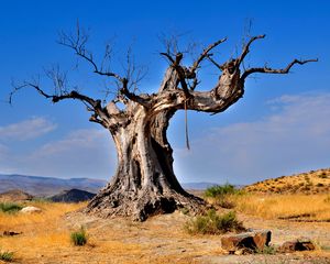 Preview wallpaper tree, dead, rope, desert vegetation