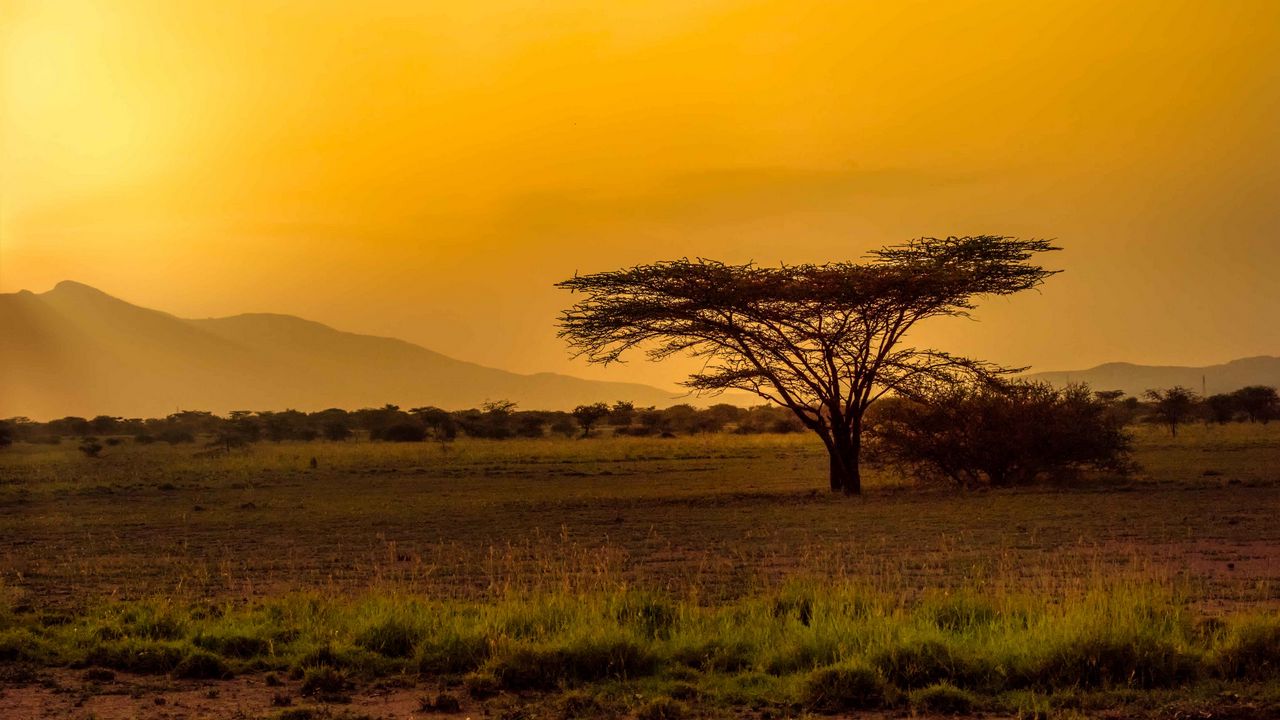 Wallpaper tree, desert, grass