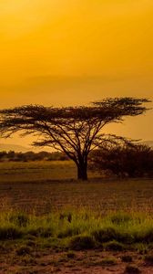 Preview wallpaper tree, desert, grass