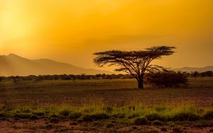 Preview wallpaper tree, desert, grass