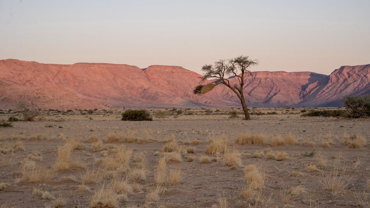 Wallpaper tree, desert, mountains, nature