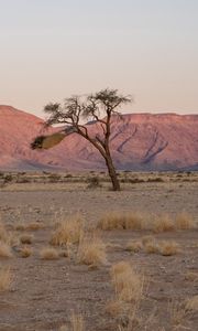 Preview wallpaper tree, desert, mountains, nature