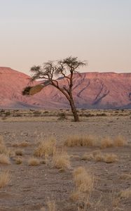 Preview wallpaper tree, desert, mountains, nature