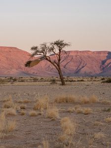 Preview wallpaper tree, desert, mountains, nature