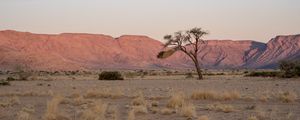 Preview wallpaper tree, desert, mountains, nature