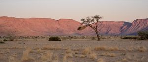 Preview wallpaper tree, desert, mountains, nature