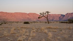 Preview wallpaper tree, desert, mountains, nature