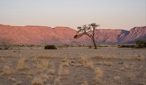 Preview wallpaper tree, desert, mountains, nature