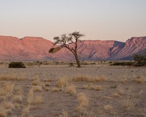 Preview wallpaper tree, desert, mountains, nature
