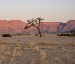 Preview wallpaper tree, desert, mountains, nature