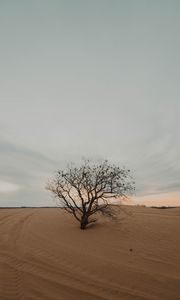 Preview wallpaper tree, desert, sand, dry, lonely
