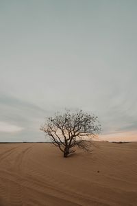 Preview wallpaper tree, desert, sand, dry, lonely