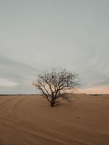 Preview wallpaper tree, desert, sand, dry, lonely