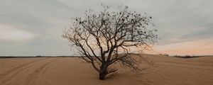 Preview wallpaper tree, desert, sand, dry, lonely