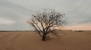 Preview wallpaper tree, desert, sand, dry, lonely