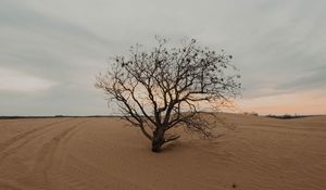 Preview wallpaper tree, desert, sand, dry, lonely