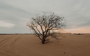 Preview wallpaper tree, desert, sand, dry, lonely