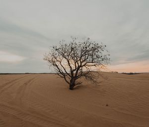 Preview wallpaper tree, desert, sand, dry, lonely