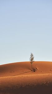 Preview wallpaper tree, desert, sand, sky